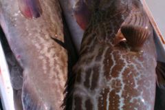Black-Groupers-1