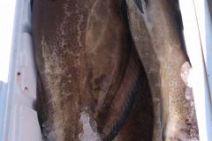 Black-Groupers-2