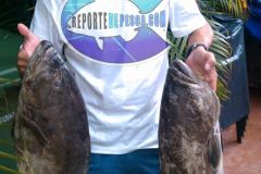 Black-Groupers-3