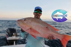 Big-Mutton-Snapper-scaled