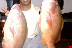 Dog-Snappers-scaled
