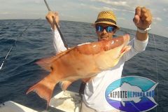 Hog-Snapper