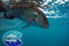 Liberacion-Pargo