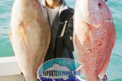 Mutton-Red-Snapper