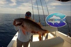 Mutton-Snapper-11