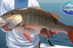 Mutton-Snapper-12