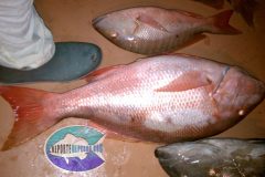 Mutton-Snapper-13-scaled