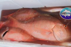 Mutton-Snappers-1-scaled