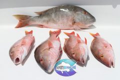 Mutton-Snappers-10-scaled