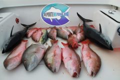 Mutton-Snappers-11-scaled