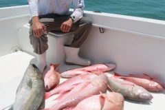 Mutton-Snappers-12-scaled