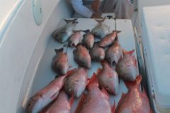Mutton-Snappers-15-scaled