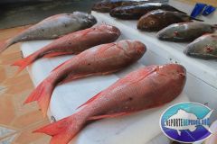 Mutton-Snappers-16