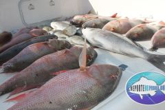 Mutton-Snappers-17