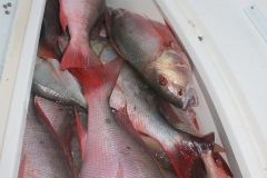 Mutton-Snappers-18