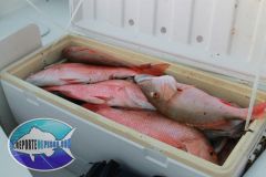 Mutton-Snappers-19