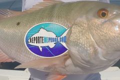 Mutton-Snappers-2