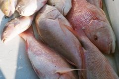 Mutton-Snappers-20