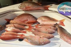 Mutton-Snappers-25