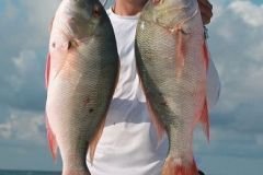 Mutton-Snappers-26