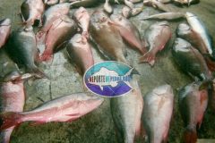 Mutton-Snappers-28-scaled
