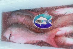 Mutton-Snappers-3