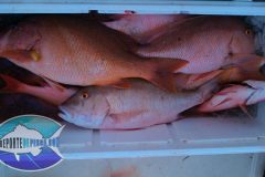 Mutton-Snappers-33-scaled