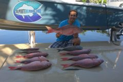 Mutton-Snappers-35-scaled