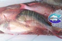 Mutton-Snappers-4