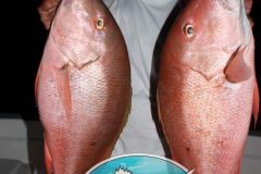 Mutton-Snappers-5