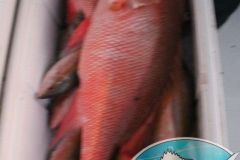 Mutton-Snappers-9