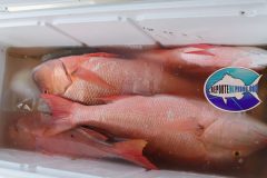 Mutton-Snappers-scaled