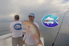 Pargo-2