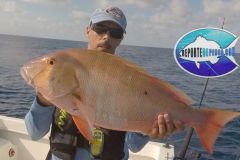 Pargo-3