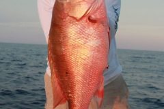 Pargo-4-scaled