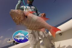 Pargo-Criollo-2