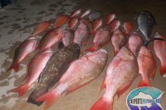 Pargo-Criollo-22-scaled
