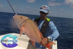 Pargo-Criollo-8