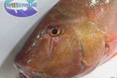 Pargo-Sanjuanero-3