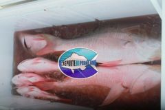 Pargos