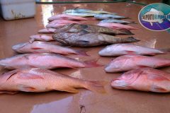 Snapper-Fishing-scaled