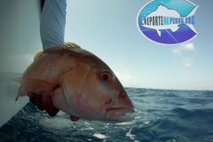 Snapper-Release