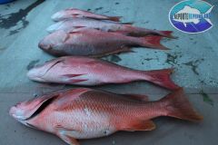Snappers