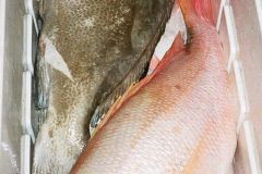 Big-Mutton-and-Grouper