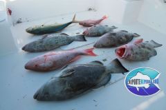 Bottom-Fishing-1