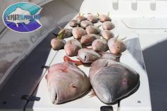 Bottom-Fishing-11