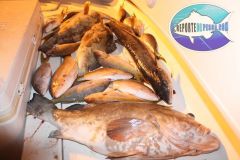 Bottom-Fishing-12