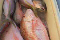 Bottom-Fishing-13