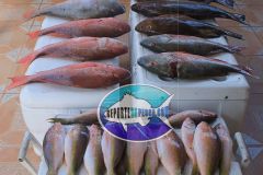 Bottom-Fishing-14