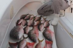 Bottom-Fishing-16